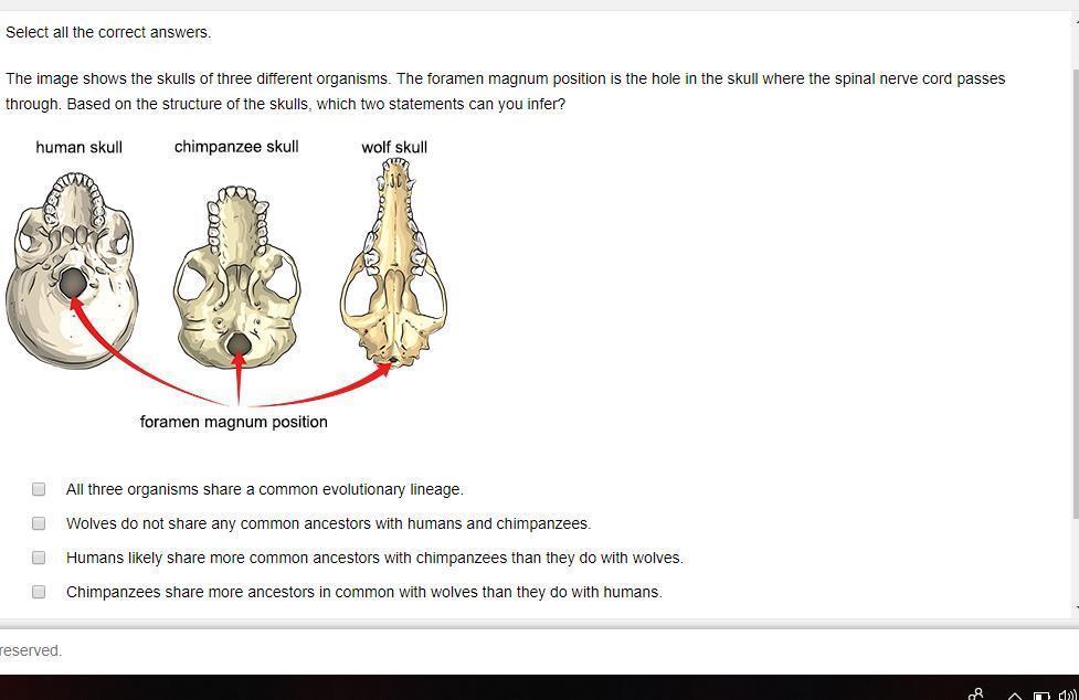 The Image Shows The Skulls Of Three Different Organisms. The Foramen Magnum Position Is The Hole In The