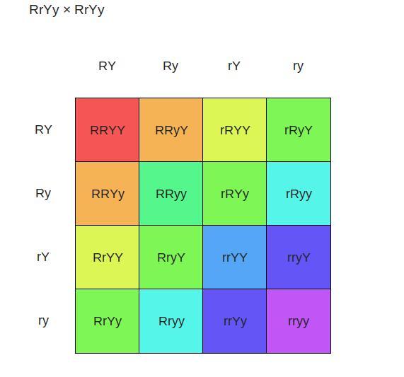 Isyak, Readusers And GrobabilityThe Pasquare Below Is For A Dihybrid Cross Between Pea Plants That Are