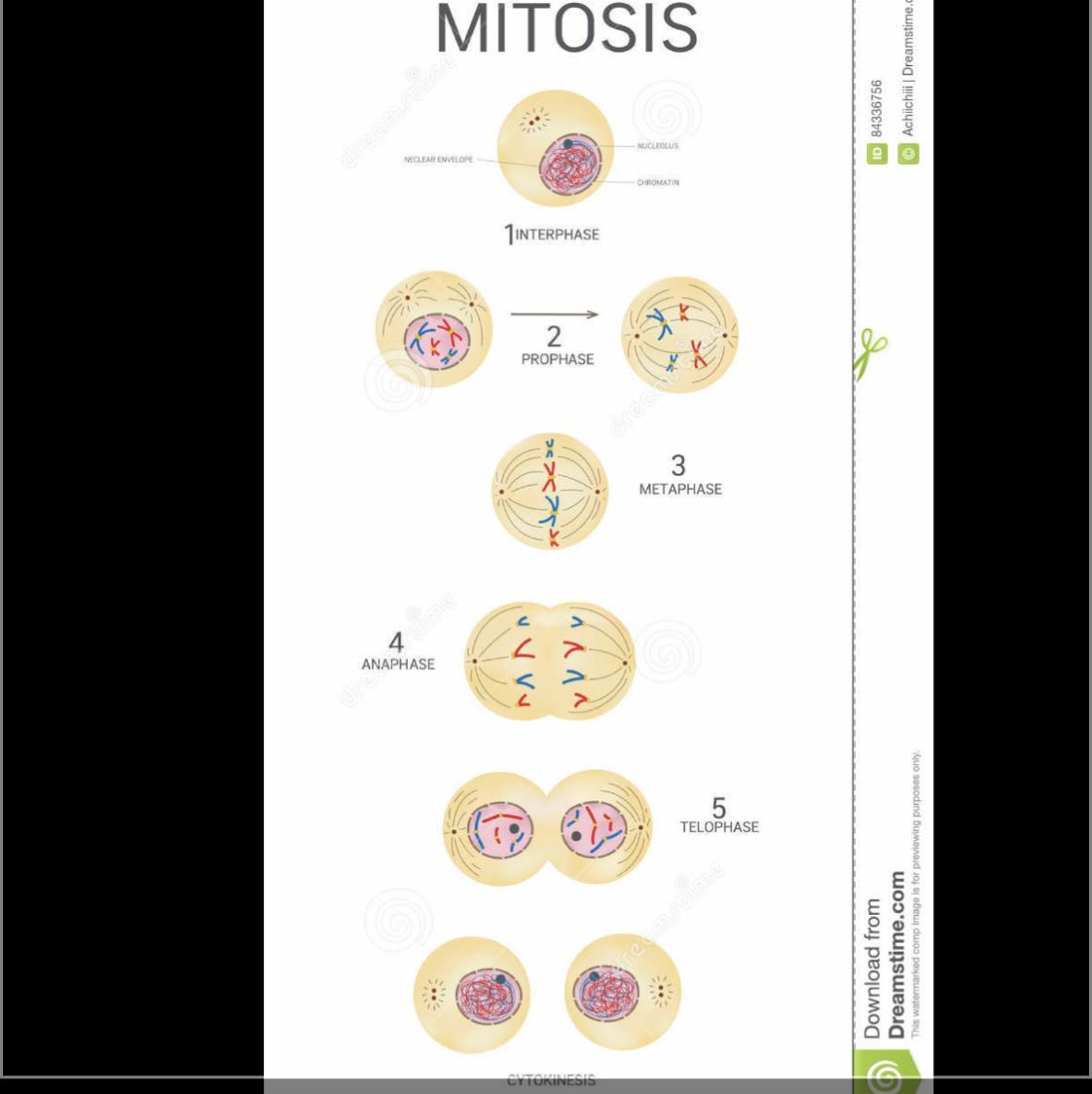 Your Model Should Clearly Illustrate Cellular Division (mitosis) As Well As Differentiation Into Specialized