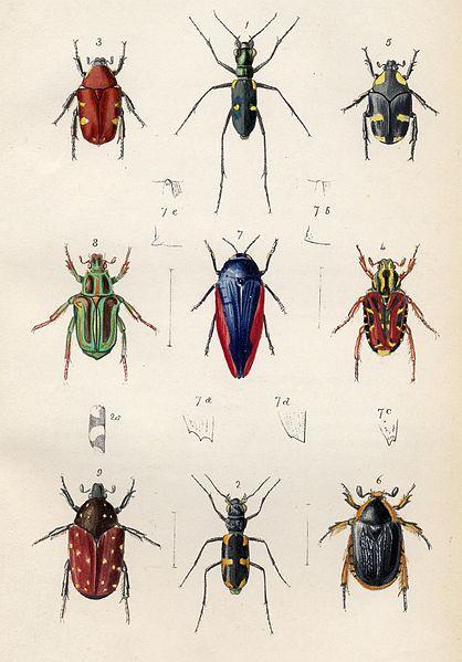 What Is Biology , Entomology, Cytology, Anatomy,morphology And Genetics