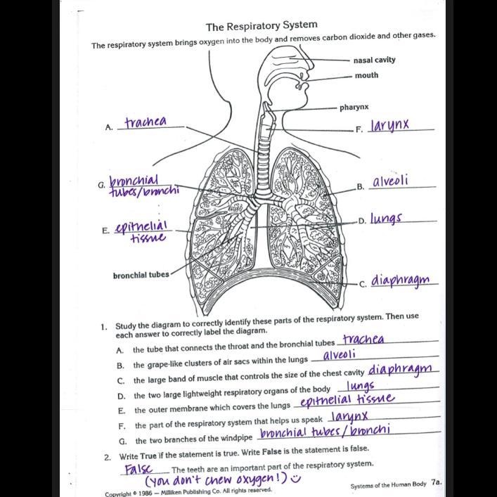 HELP WHOEVER ANSWERS WILL BE MARKED BRAINLIEST!!!