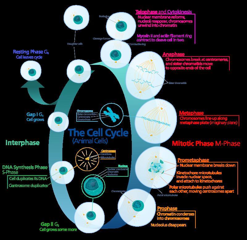 What Is Biology , Entomology, Cytology, Anatomy,morphology And Genetics