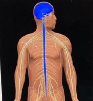 What Is The Function Of The Highlighted Structures? Multiple Choice Connecting To Muscles Circulating