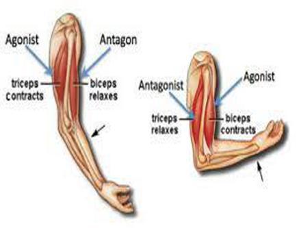 What Bones Muscles And Antagonistic Pairs Are Used When Playing A Back Foot Punch In Cricket 