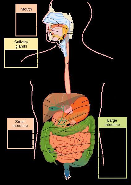 Compare The Digestive Systems Of A Flatworm And A Human. Be Sure To Include Examples Of The Various Structures