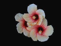 I Need Three Pictures Of Flowers That Have More Than 2 Colors And Have Black In Their Background Or On
