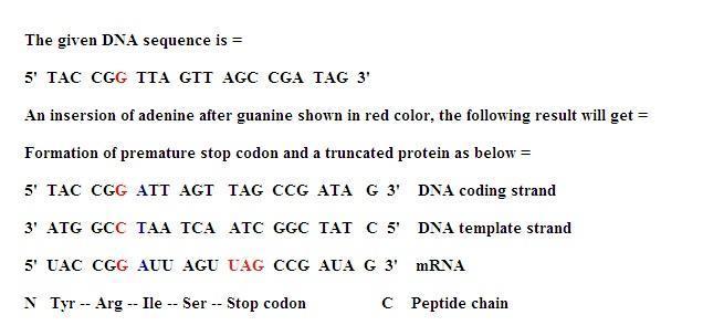 The Following Sequence Of Dna Is The Normal, Wild-type Gene: 5' Tac Cgg Tta Gtt Agc Cga Tag 3' An Insertion