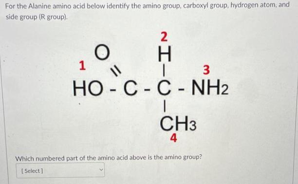 G Every Amino Acid Has A Central Carbon Atom With These Four Things Attached To It. Amino Group, Carboxyl