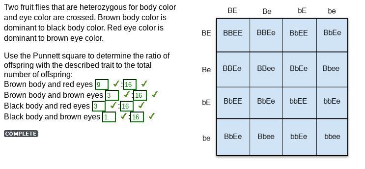 Brown Body And Red Eyes : Brown Body And Brown Eyes : Black Body And Red Eyes : Black Body And Brown