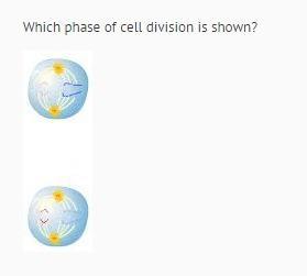 Which Phase Of Cell Division Is Shown?Exploring Mitosis.anaphase IItelophase Iprophase I Of Meiosistelophase