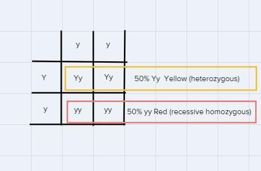 Draw A Punnett Square For One Heterozygous Yellow Bird, Mixed With A Recessive Red Bird. What Color Will