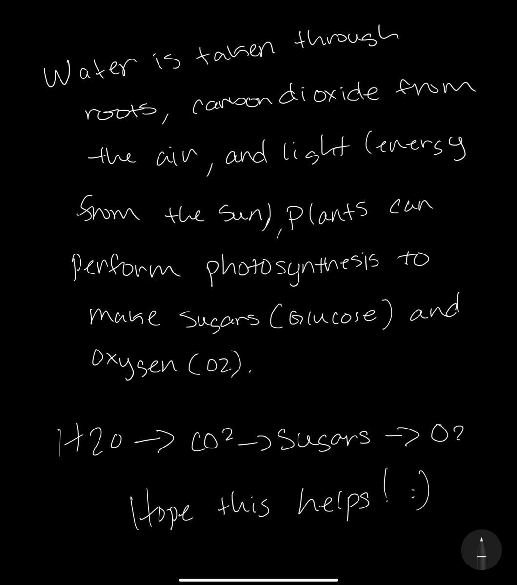 Gases Involved In Photosynthesis Of A Plant And Their Roles 