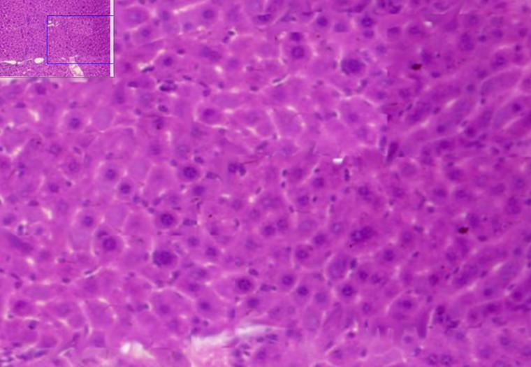 Label Cells And Extracellular Matrix ECM