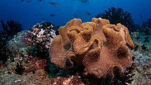 Hard Corals Have A Symbiotic Relationship With Species Of Microalgae That Give The Corals Their Color