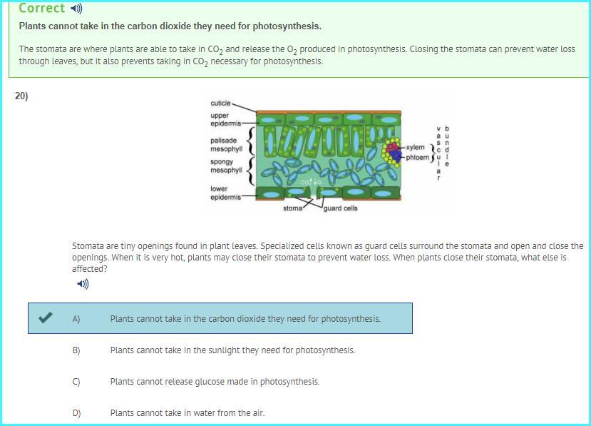 ASAP PLEASE!Stomata Are Tiny Openings Found In Plant Leaves. Specialized Cells Known As Guard Cells Surround