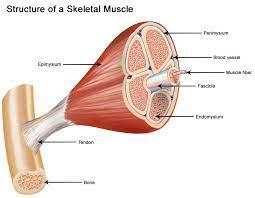 What Sort Of Receptor Do Skeletal Muscle Cells Use To Receive Signals From Somatic Lower Motor Neurons?a.
