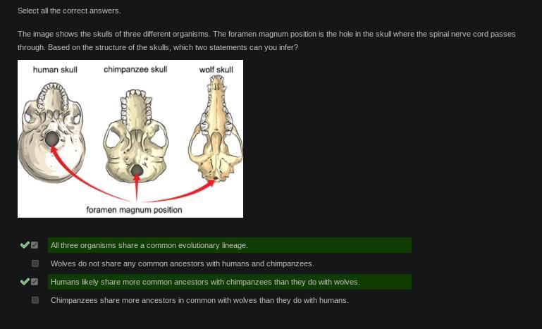 The Image Shows The Skulls Of Three Different Organisms. The Foramen Magnum Position Is The Hole In The