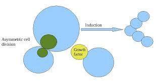 Your Model Should Clearly Illustrate Cellular Division (mitosis) As Well As Differentiation Into Specialized