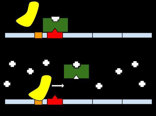 What Is The Difference Between A Repressible Operon And An Inducible Operon? Give An Example Of Each
