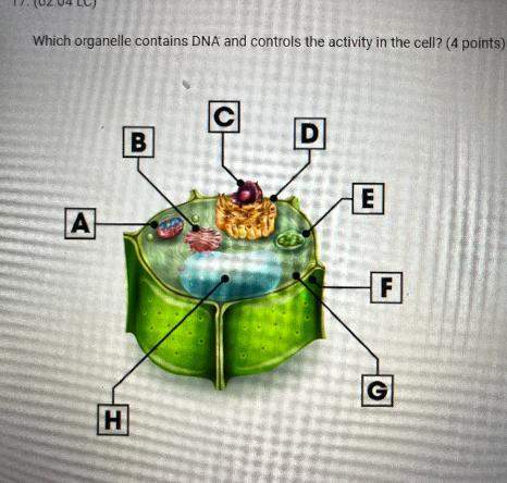 Which Organelle Contains DNA And Controls The Activity In The Cell? (4 Points)BELFGH