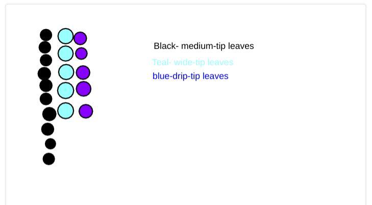 Start Off With 2,500 Plants Of Which 50% Have Medium-tip Leaves, 25% Have Wide-tip Leaves, And 25% Have