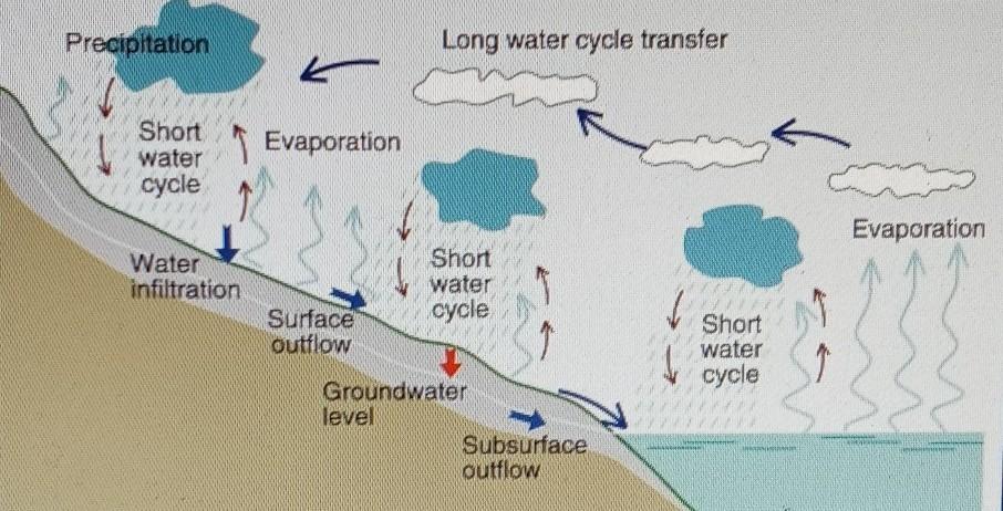 Which Statement Accurately Describes A Part Of The Water Cycle?Precipitation Seeps Into The Ground Or