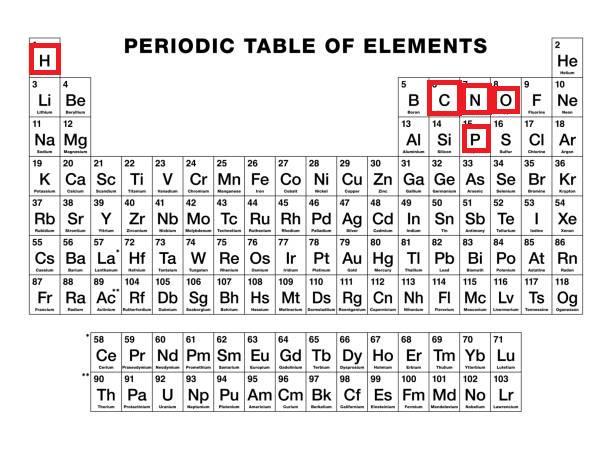 The G Base Of A DNA Molecule Has The Molecular Formula C10H12O6N5P. Which Two Elements In The Given Formula