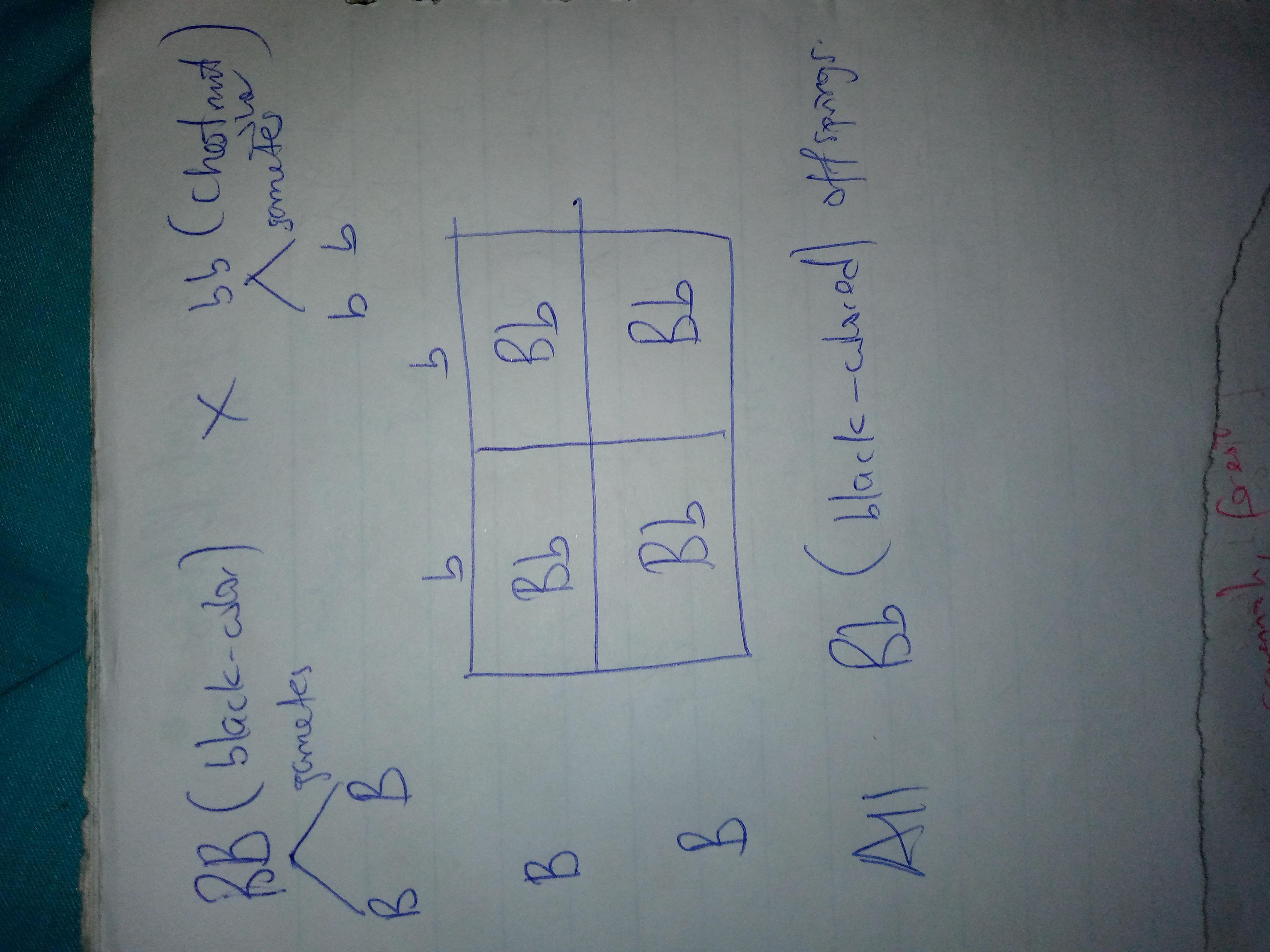 In Horses, Black Coloring (B) Is Dominant, And Chestnut Coloring (b) Is Recessive. What Percentage Of