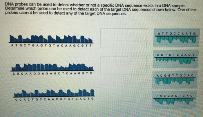 Dna Probes Can Be Used To Detect Whether Or Not A Specific Dna Sequence Exists In A Dna Sample. Determine