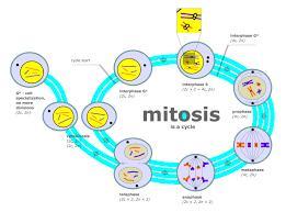 Your Model Should Clearly Illustrate Cellular Division (mitosis) As Well As Differentiation Into Specialized