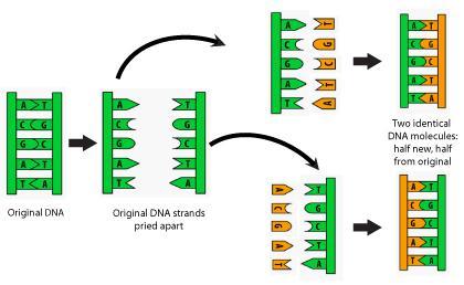 Draw A Flowchart To Illustrate How A Change In A Nucleotide In A DNA Strand Leads To Symptoms Experienced