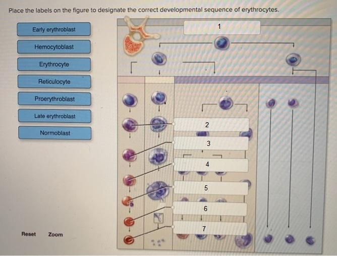 Place The Labels On The Figure To Designate The Correct Developmental Sequence Of Erythrocytes.