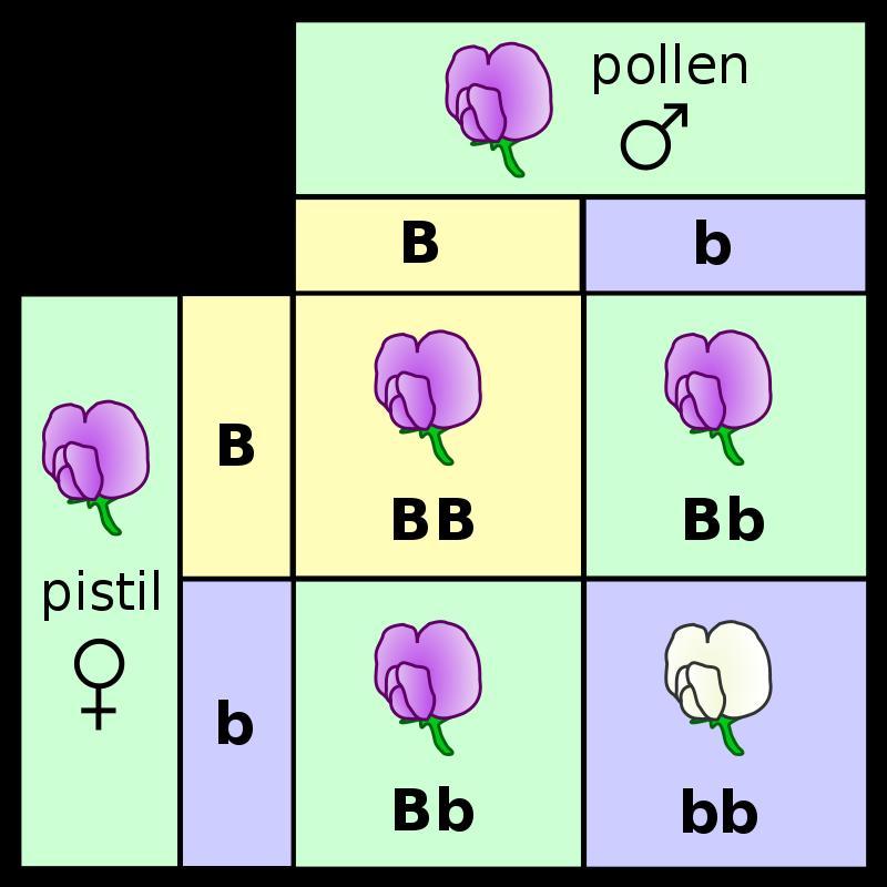 What Is Biology , Entomology, Cytology, Anatomy,morphology And Genetics