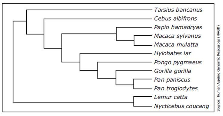 The Diagram Below Shows A Model Of Species Divergence Among Some Primates. If This Model Is Correct,