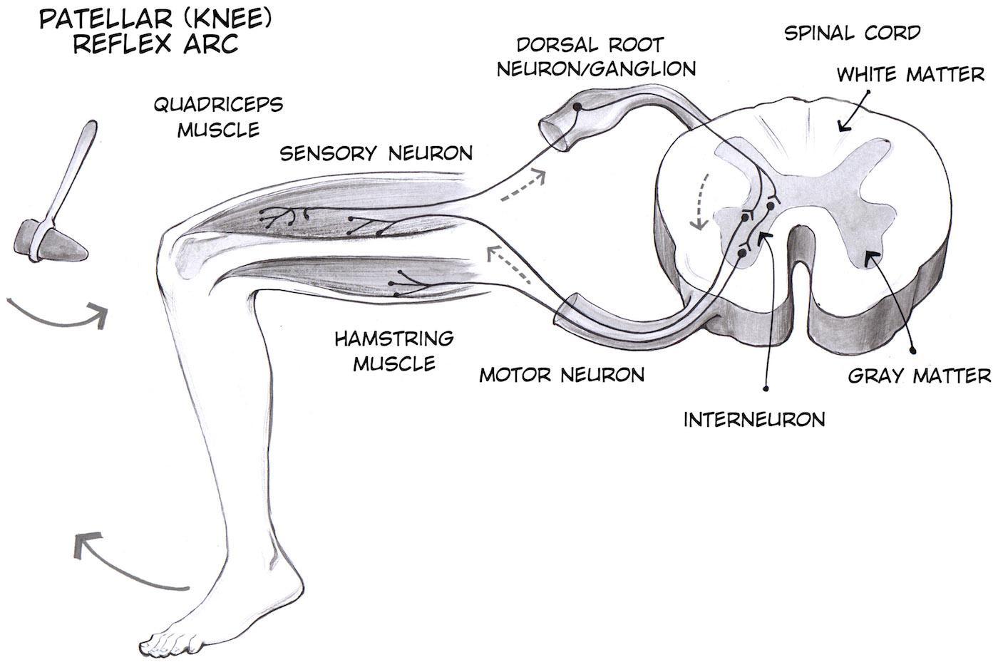 Draw A Cross-section Of The Spinal Cord And Show How The Three Types Of Neurons Are Involved In Reflex