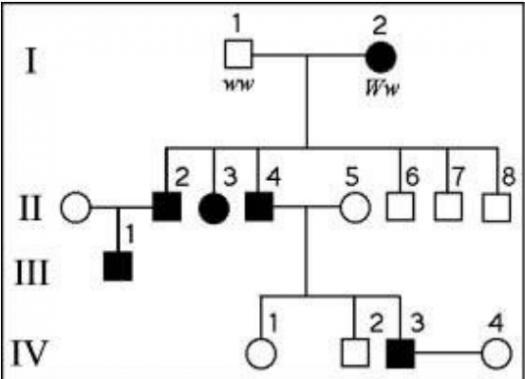 The Following Question Refers To The Pedigree Chart In The Figure For A Family, Some Of Whose Members