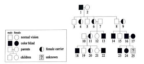 15. A Pedigree Chart Is A Visual Representation Of The Frequency And Appearance Of Phenotypes Of A Particular