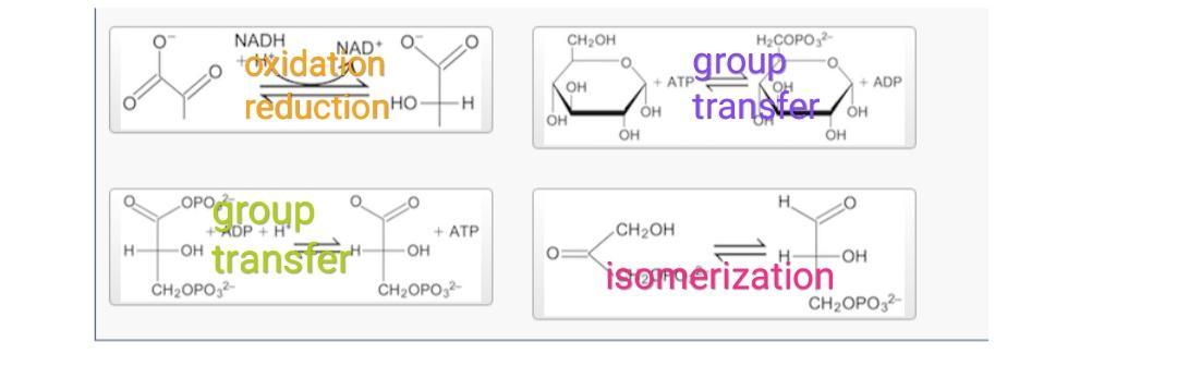 Classify Each Metabolic Reaction As An Oxidation-reduction Reaction, Isomerization Reaction, Or Group