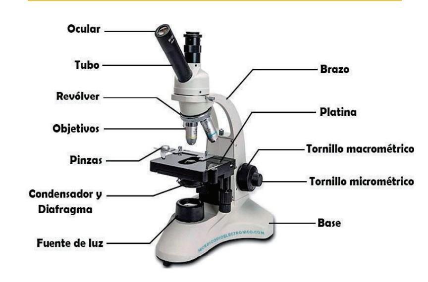 Que Es El Microscopio Compuesto ?Con Tus Propias Palabras 