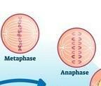 The Diagram Below Shows The Cell Cycle. Which Type Of Cell Division Is Indicated By The Processes Happening