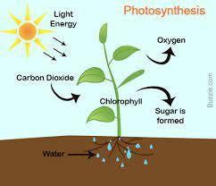 What Is The Role Of Photosynthesis And Cellular Respiration In The Cycling Of Matter And The Flow Of