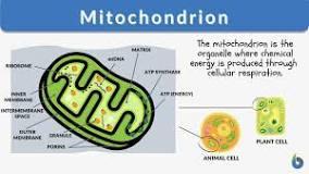 Short Definition Of Mitochondrion