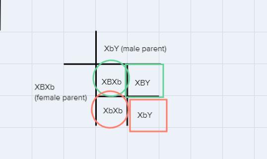 What Is The Genotype Of Individual B In Generation I?