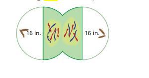 (Ill Give Brainliset) Your Friend Makes A Two Dimensional Model Of A Dividing Cell As Shown. The Total