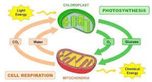 Explain The Interrelationship Of Photosynthesis And Cellular Respiration.