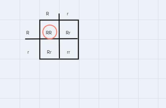 On A Piece Of Paper (or Anything You Can Use To Solve This) Complete A Monohybrid Cross For Rr With Rr.how