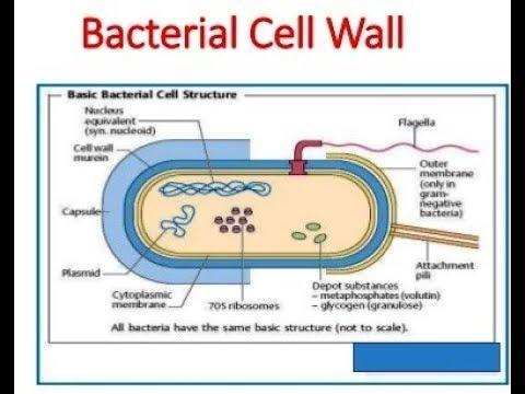 Which Of The Following Is Not A Function Of The Bacterial Cell Wall?A. Provide The Cell With Shape And