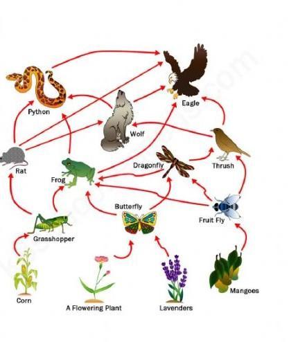 G Use The Food Web Lab To Answer The Following Question. Suppose That The Growing Conditions Were Favorable
