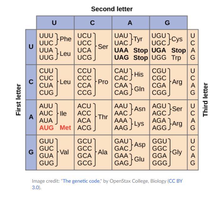 What Amino Acid Sequence Is Encoded By The Codon Sequence GCCGCGACCGCUACU?