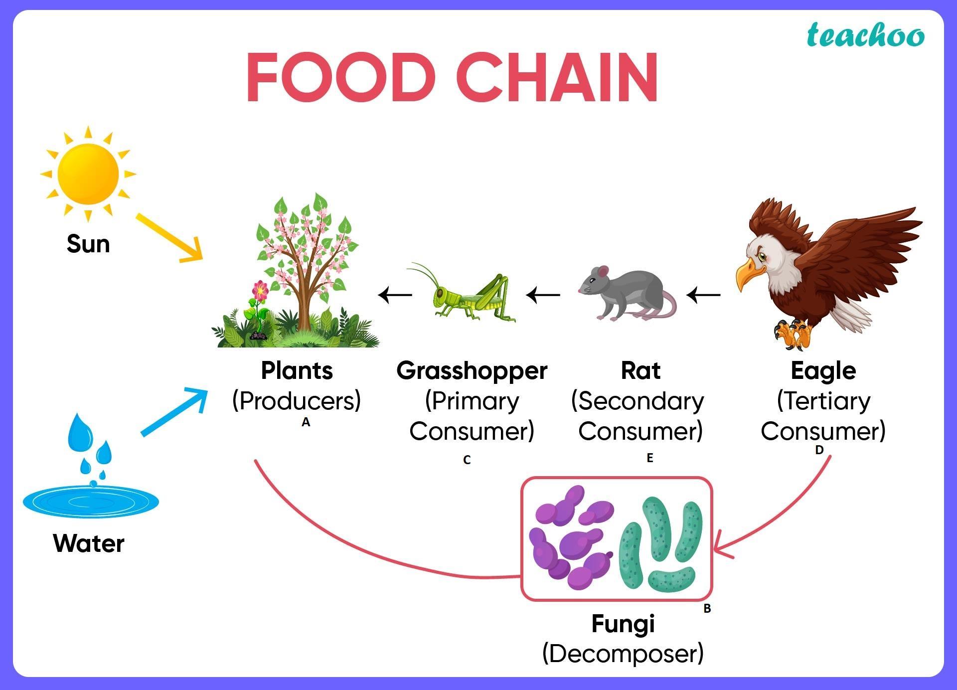 2. The Diagram Below Represents A Food Web Composed Of Producers, Consumers, Anddecomposers.ABDWhich